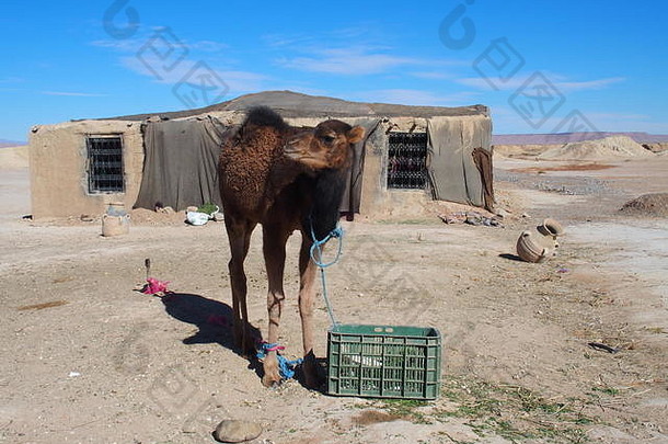可爱的年轻的骆驼摩洛哥小屋村撒哈拉沙漠沙漠景观中央摩洛哥清晰的蓝色的天空温暖的阳光明媚的冬天一天