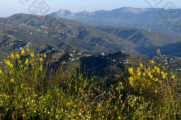 野生花山坡上山前人民科马雷斯马拉加axarquia安达卢西亚西班牙