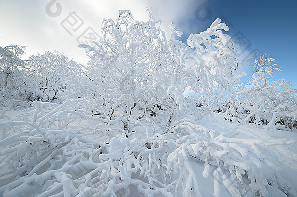 树雪冬天风景库页岛岛俄罗斯