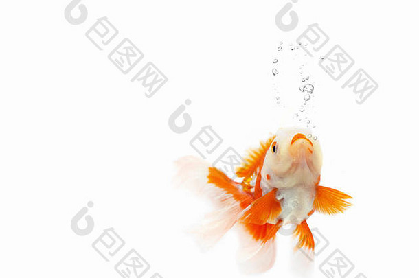 金鱼游泳白色背景黄金鱼泡沫装饰水族馆鱼黄金鱼隔离白色