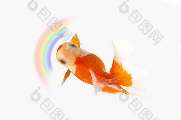 金鱼游泳彩虹白色背景黄金鱼装饰水族馆鱼黄金鱼隔离白色