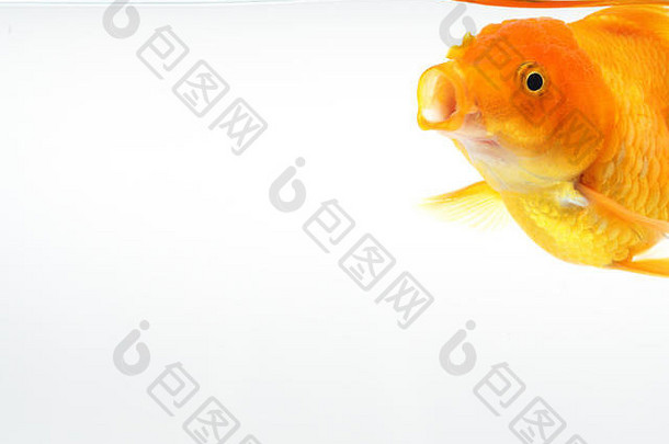 金鱼开放口黄金鱼隔离白色背景