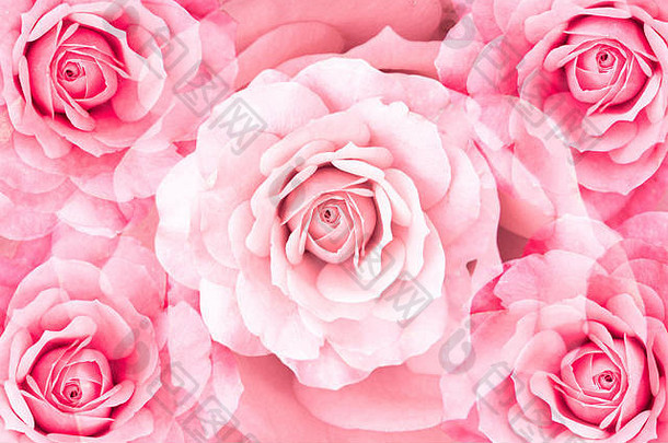 花背景对称的玫瑰花模式粉红色的玫瑰花瓣形成摘要模式