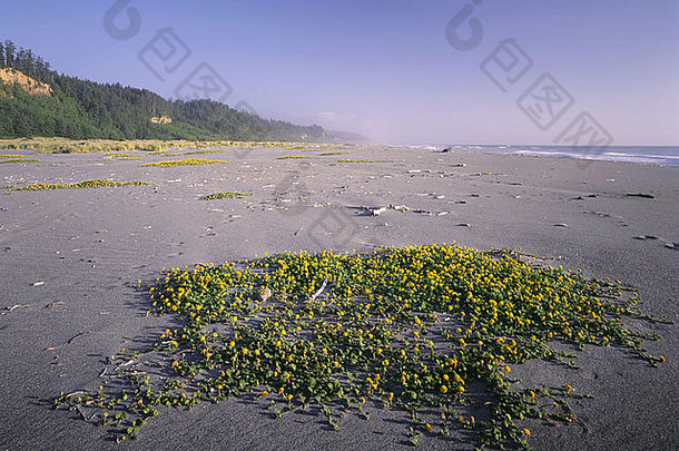 加州黄色的沙子马鞭草属黄金悬崖边上的海滩<strong>草原</strong>溪红杉状态公园