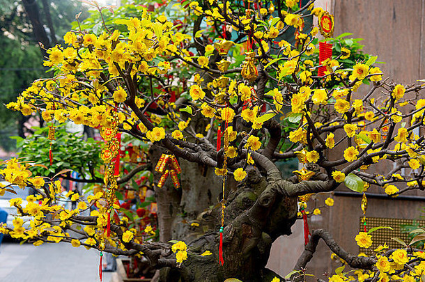 谁警察局越南1月开花树泰特越南一年需要的地方2月whi
