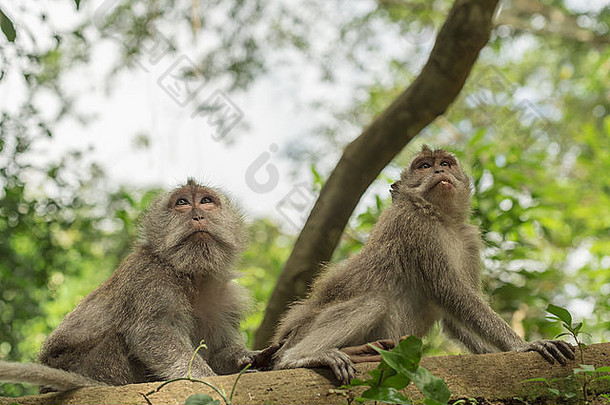 野生猴子树自然栖息地绿色环境背景野生动物场景