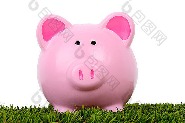 小猪银行坐完美的绿色草孤立的白色背景