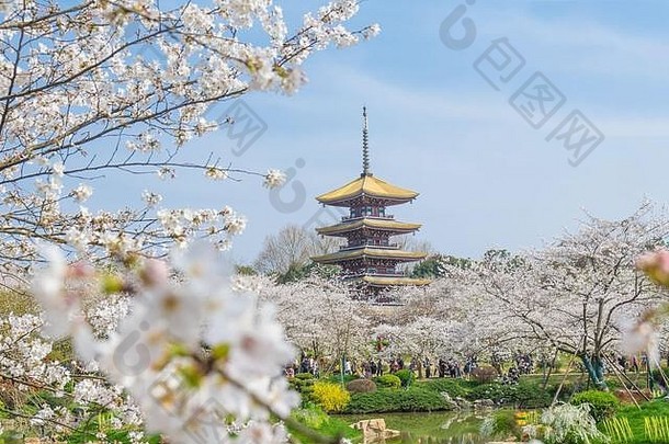 樱桃花朵完整的布鲁姆武汉东湖樱花花园温暖的春天