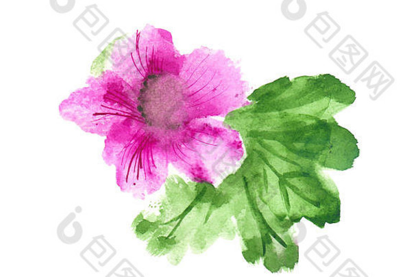 粉红色的芙蓉с中国玫瑰绿色叶子水彩手画插图孤立的白色