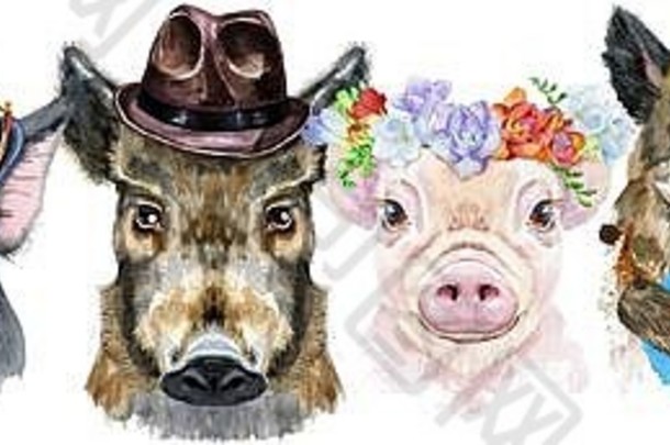 边境猪水彩肖像猪公猪