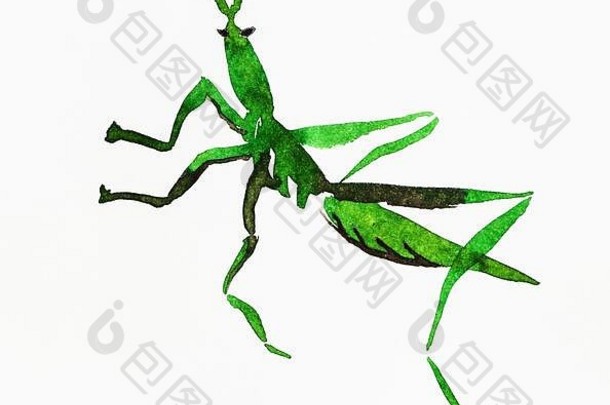 绿色蝗虫蚱蜢手绘水彩画其纸澄江水波谷风格