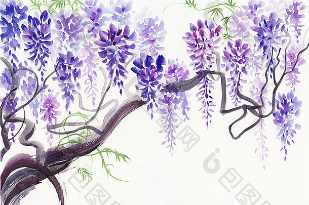 原始水彩绘画美丽的紫藤分支机构开花