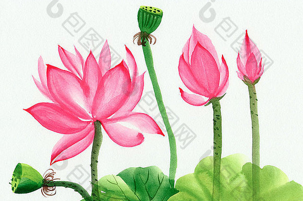 原始艺术水彩绘画粉红色的莲花亚洲风格绘画