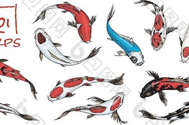 集锦 鲤鲤鱼日本鱼白色背景彩色的朝鲜文动物海生物刻手画古董纹身单色草图
