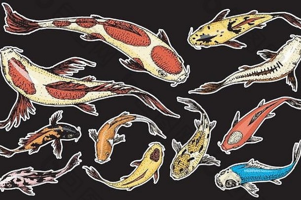 集锦 鲤鲤鱼日本鱼黑色的背景彩色的朝鲜文动物海生物刻手画行艺术古董纹身单色草图