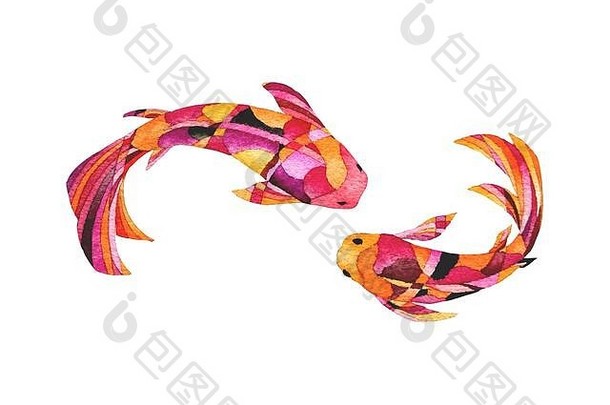 美丽的出色地彩色的锦 鲤鲤鱼鱼白色背景水彩手绘画象征好运气繁荣