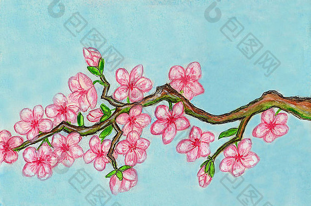手画图片水彩画传统古老的中国人艺术分支粉红色的樱桃花