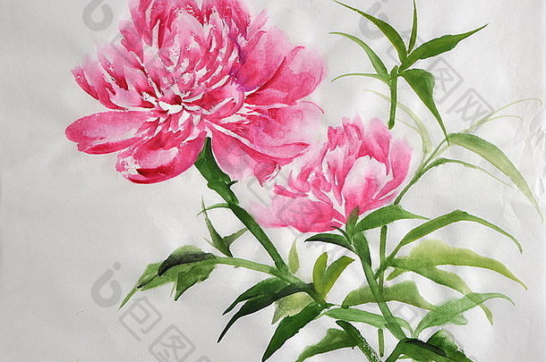 布什粉红色的牡丹原始水彩绘画大米纸中国人风格