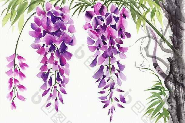 原始水彩绘画美丽的紫藤分支机构开花
