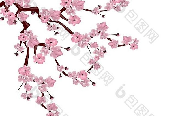 日本樱桃树传播分支粉红色的樱桃开花孤立的白色背景插图