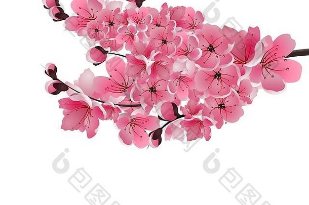 日本樱花郁郁葱葱的分支黑暗粉红色的樱桃开花特写镜头孤立的白色背景插图