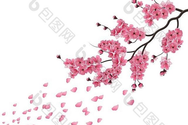 日本樱花郁郁葱葱的分支黑暗粉红色的樱花开花风孤立的白色背景插图