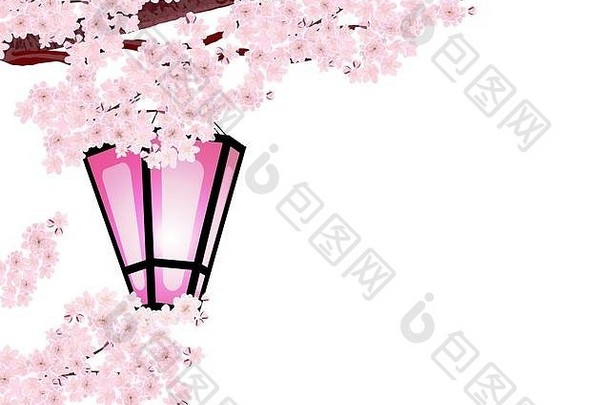 <strong>樱花</strong>华丽的分支机构樱桃树粉红色的小花樱桃味蕾花园灯笼插画家