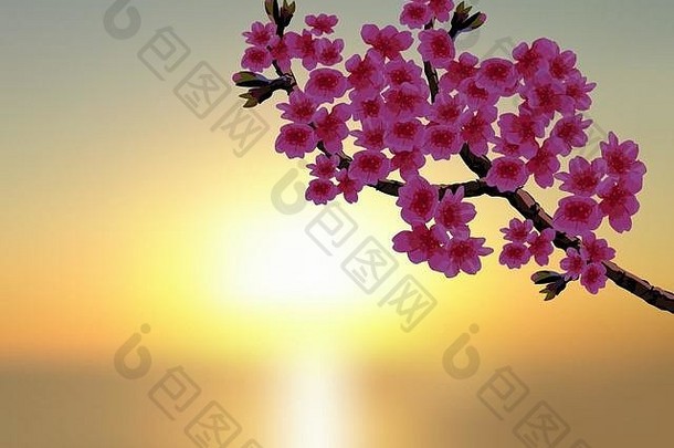 <strong>樱花</strong>背景美丽的日落郁郁葱葱的弯曲的分支开花樱桃树紫色的花味蕾插图