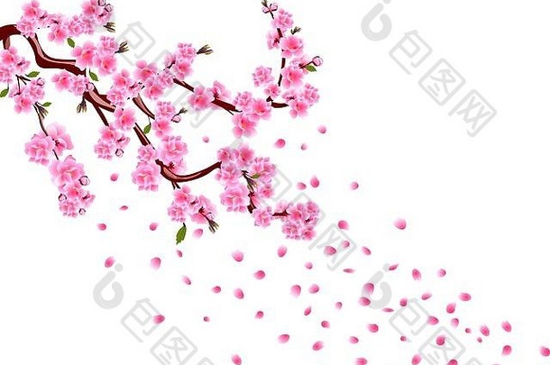 <strong>樱花</strong>分支机构紫色的花叶子樱桃味蕾樱桃滴花瓣孤立的白色背景插图