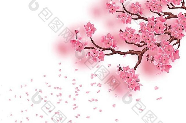 分支机构盛开的粉红色的樱桃集中<strong>樱花</strong>花瓣飞风孤立的白色背景插图