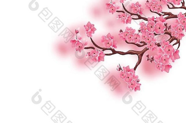 分支机构盛开的粉红色的樱桃集中<strong>樱花</strong>孤立的白色背景插图