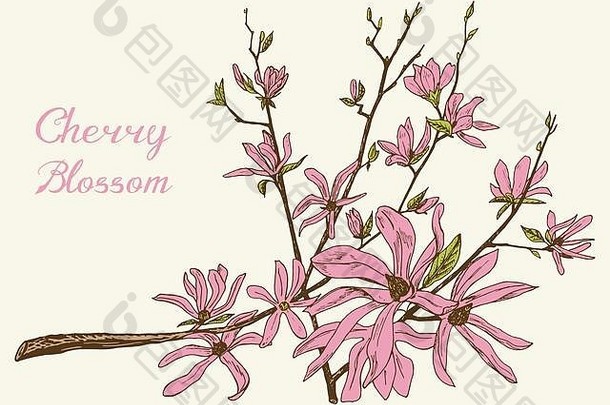 日本樱花盛开的樱桃木兰杏仁野生花叶子婚礼植物叶味蕾植物春天草背景