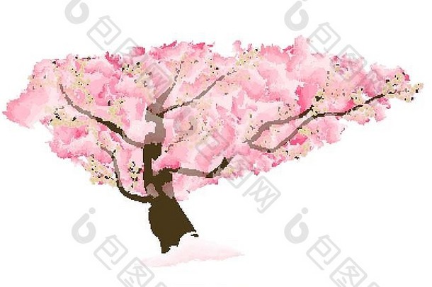 摘要花樱花花日本树自然背景