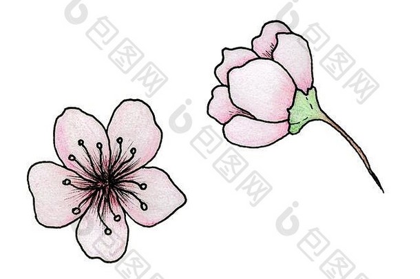 樱桃开花插图简单的手画樱花花孤立的白色植物墨水铅笔画