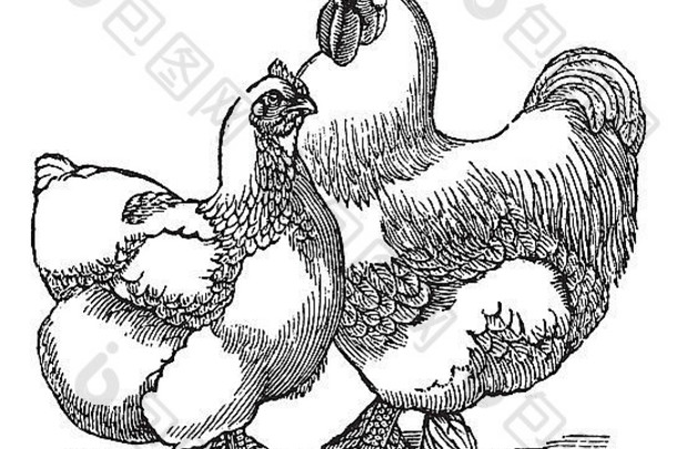 母鸡公鸡科钦科钦中国鸡古董雕刻刻插图母鸡公鸡