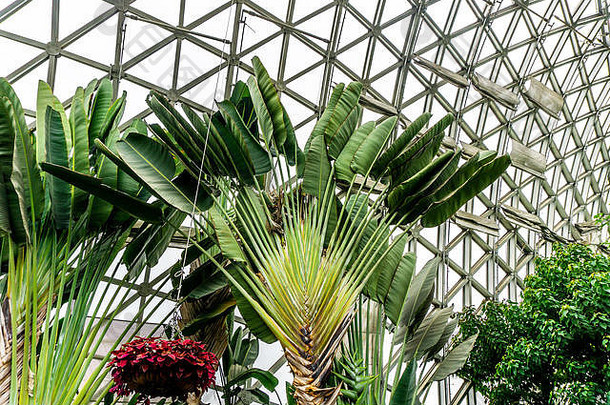 中国上海植物花园温<strong>室</strong>棕榈树