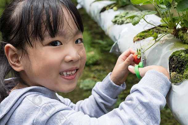亚洲中国人女孩挑选新鲜的草莓有机户外草莓农场