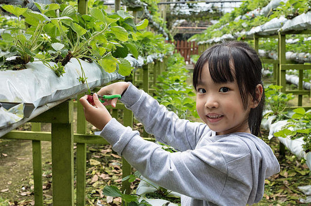 亚洲中国人女孩挑选新鲜的草莓有机户外草莓农场