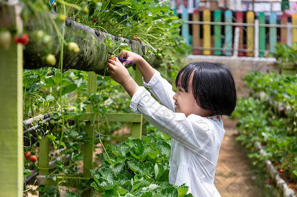 亚洲中国人女孩挑选新鲜的草莓有机户外水果农场