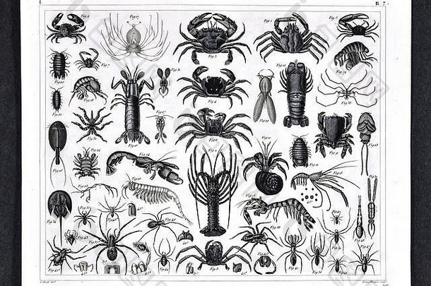 《<strong>图片</strong>报》生物学打印蛛形纲动物包括海生物螃蟹虾龙虾蜘蛛