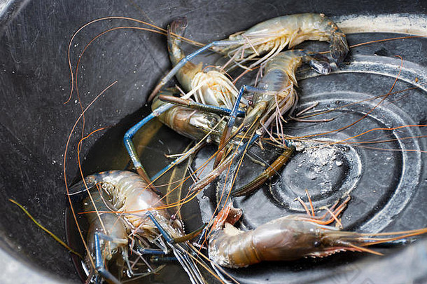 新鲜的虾虾塑料盆地等待烹饪烤炉子复古的泰国风格户外nonthaburi泰国