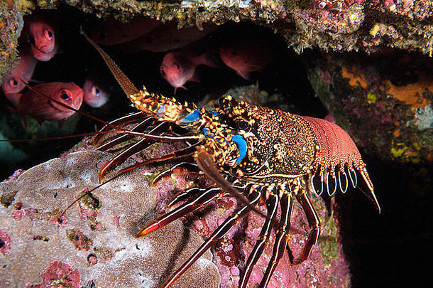 龙虾加拉帕戈斯群岛群岛
