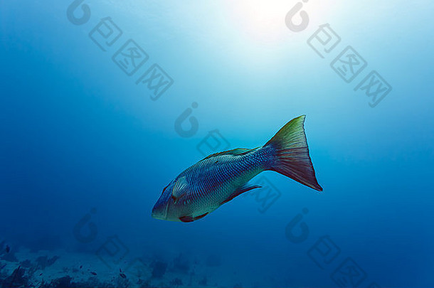 特写镜<strong>头彩</strong>虹彩色的鱼游泳热带水域加勒比