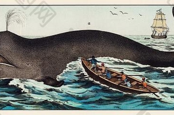古董sealife鱼鲸鱼哺乳动物鲨鱼甲壳类动物插图
