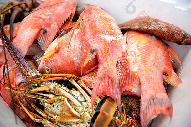新鲜抓住了热带鱼龙虾桶多米尼加共和国