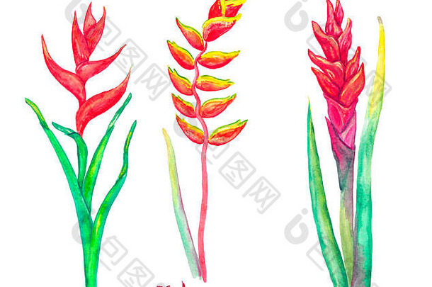 海里康属植物caribaea红色的形式海里康属植物rostrata挂龙虾爪假鸟天堂孤立的白色手画水彩幻影