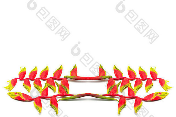 热带红色的挂海里康属植物挂龙虾爪海里康属植物罗斯特拉克塔孤立的白色背景