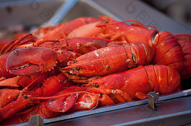 龙虾盛宴三热内罗节日意大利纽约城市
