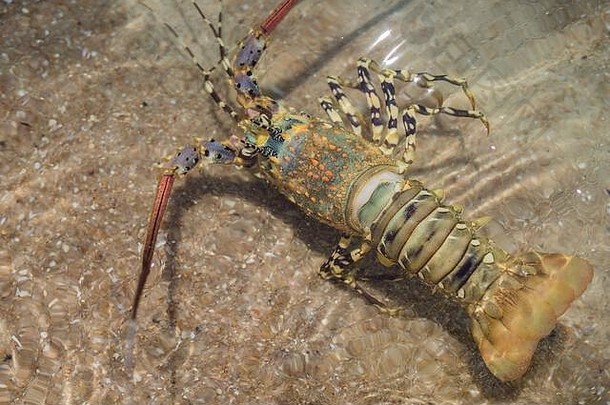 多刺的龙虾居住在热带亚热带水域