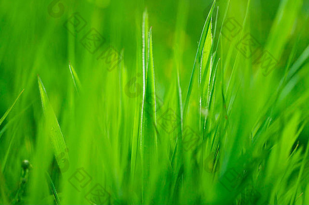 郁郁葱葱的新鲜的绿色草背景